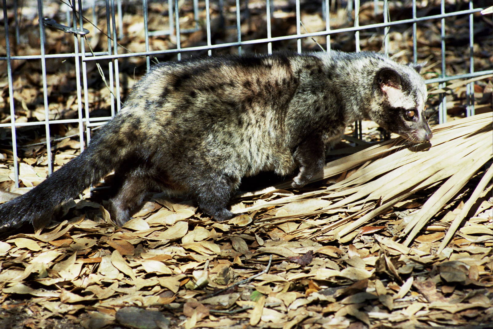 Scanned Big Cat Rescue Photos 2006
