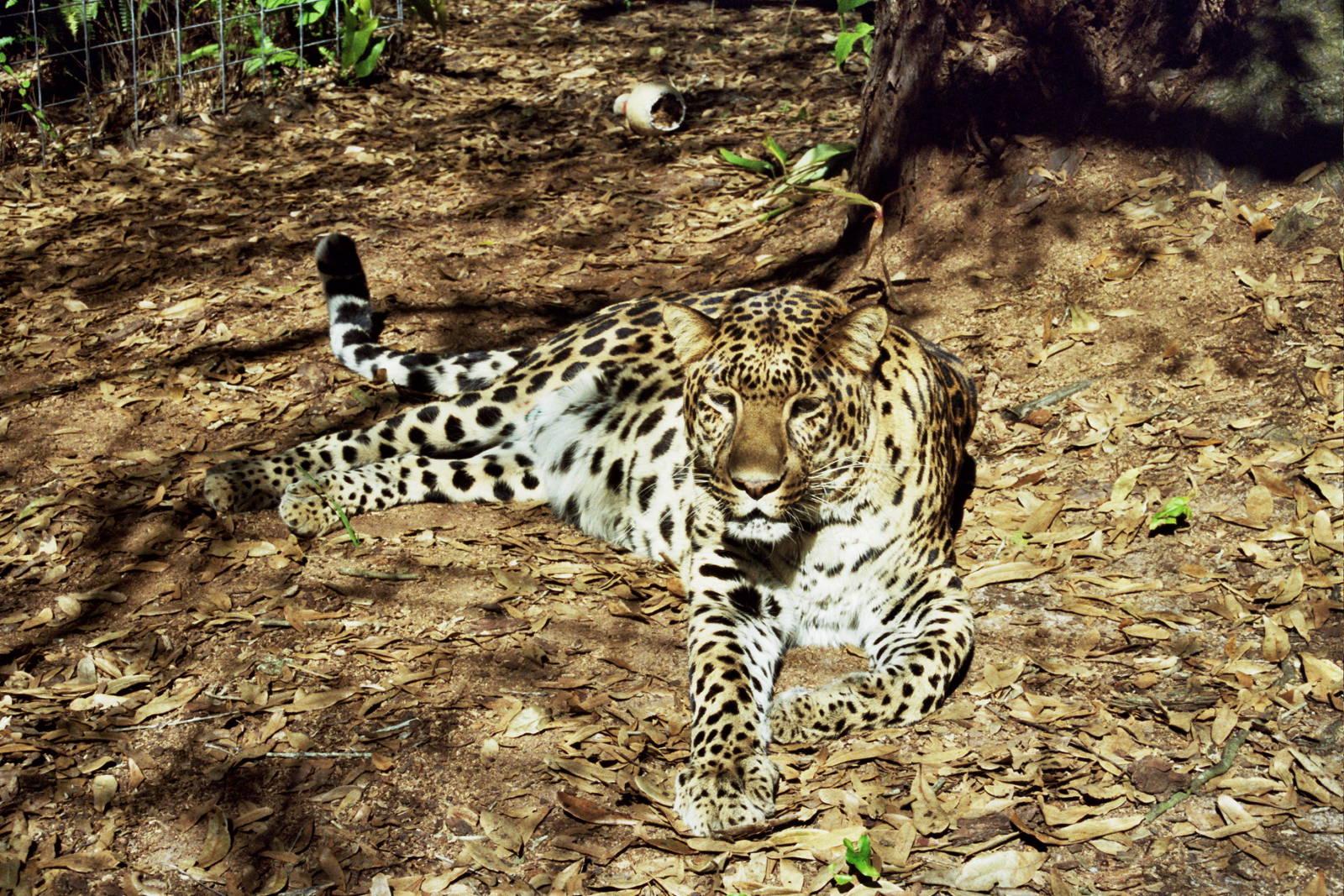 Scanned Big Cat Rescue Photos 2006