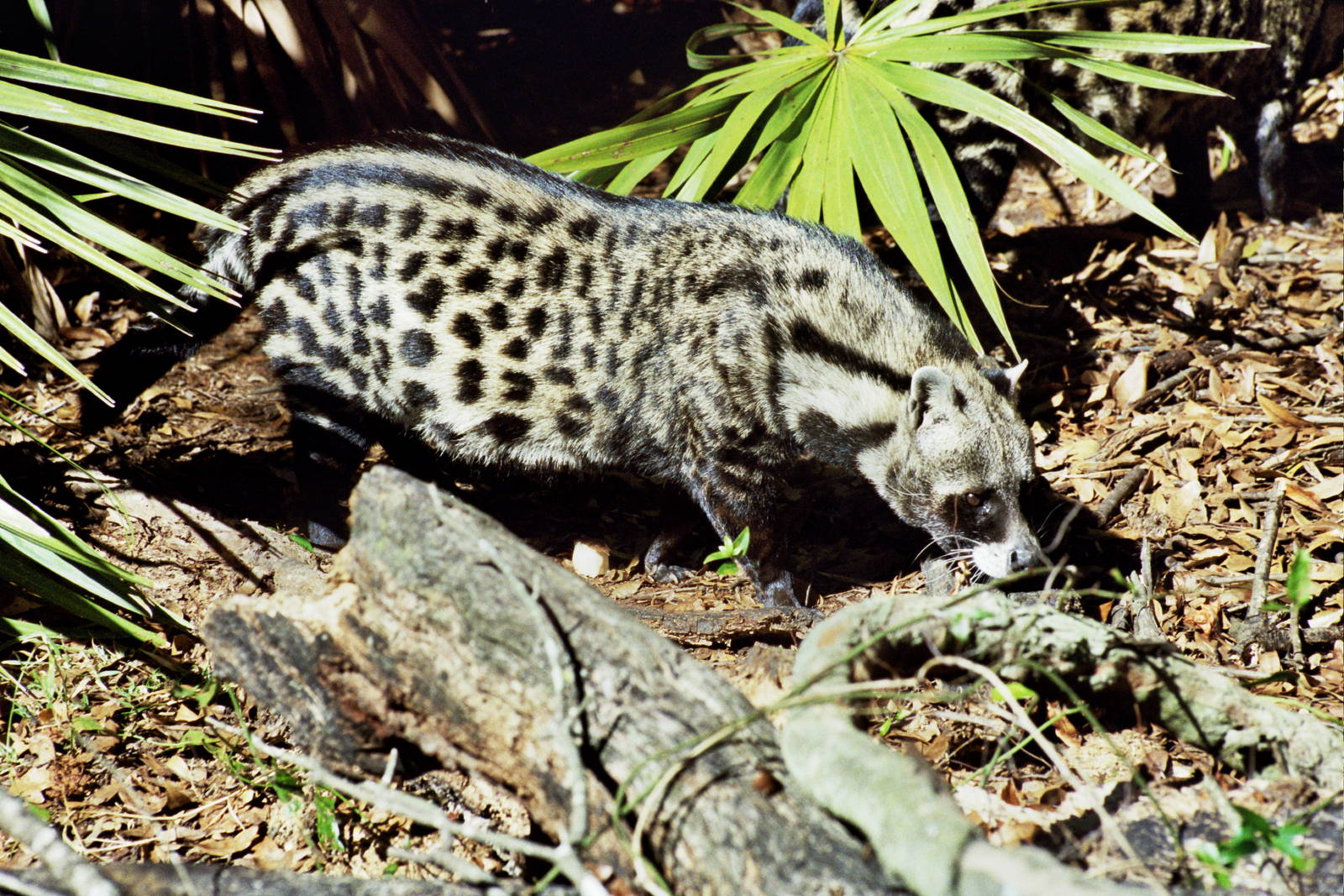 Scanned Big Cat Rescue Photos 2006