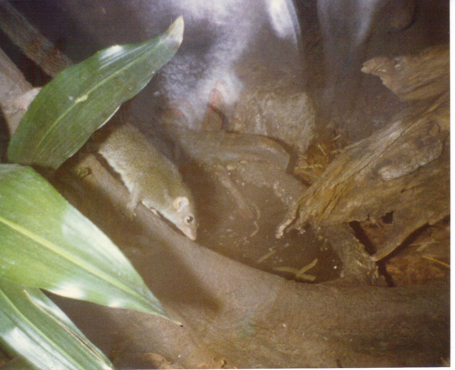 Scanned Bronx Zoo Photo 1990s