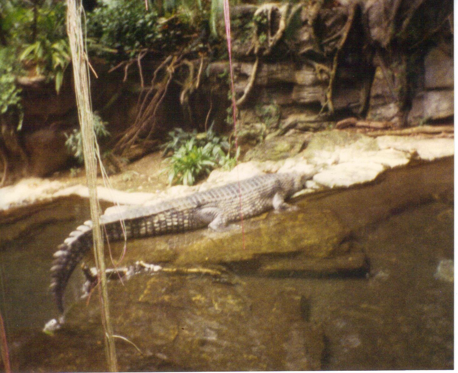 Scanned Bronx Zoo Photo 1990s
