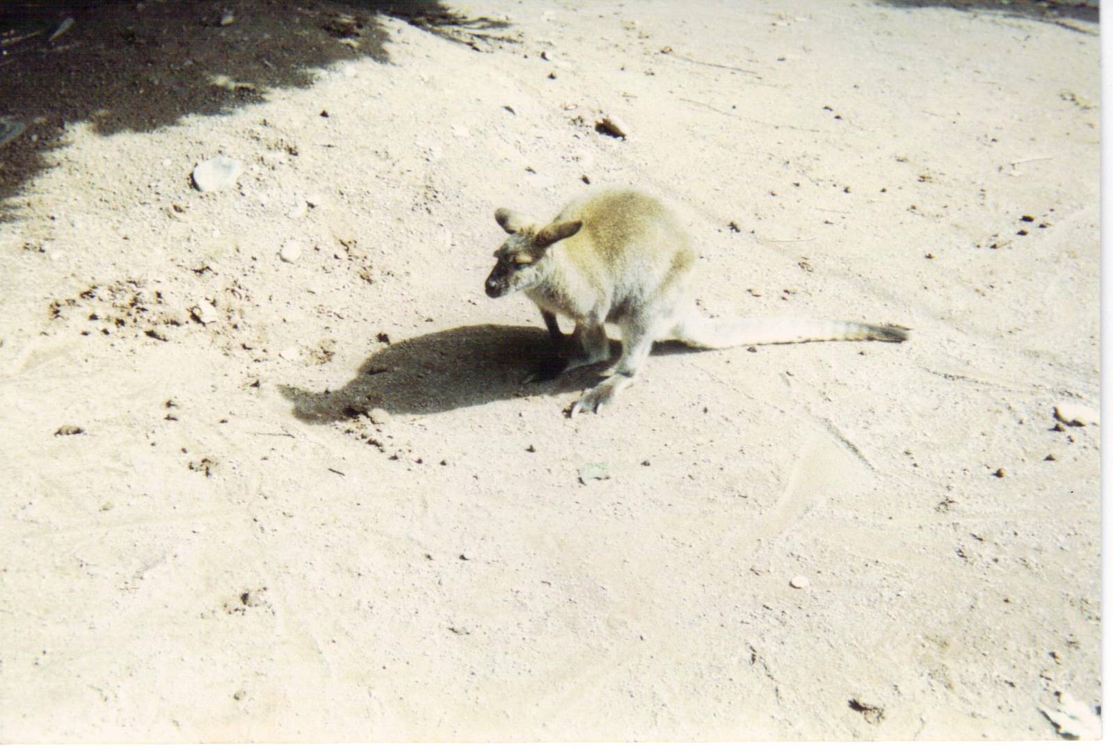 Scanned Catskill Game Farm Photo