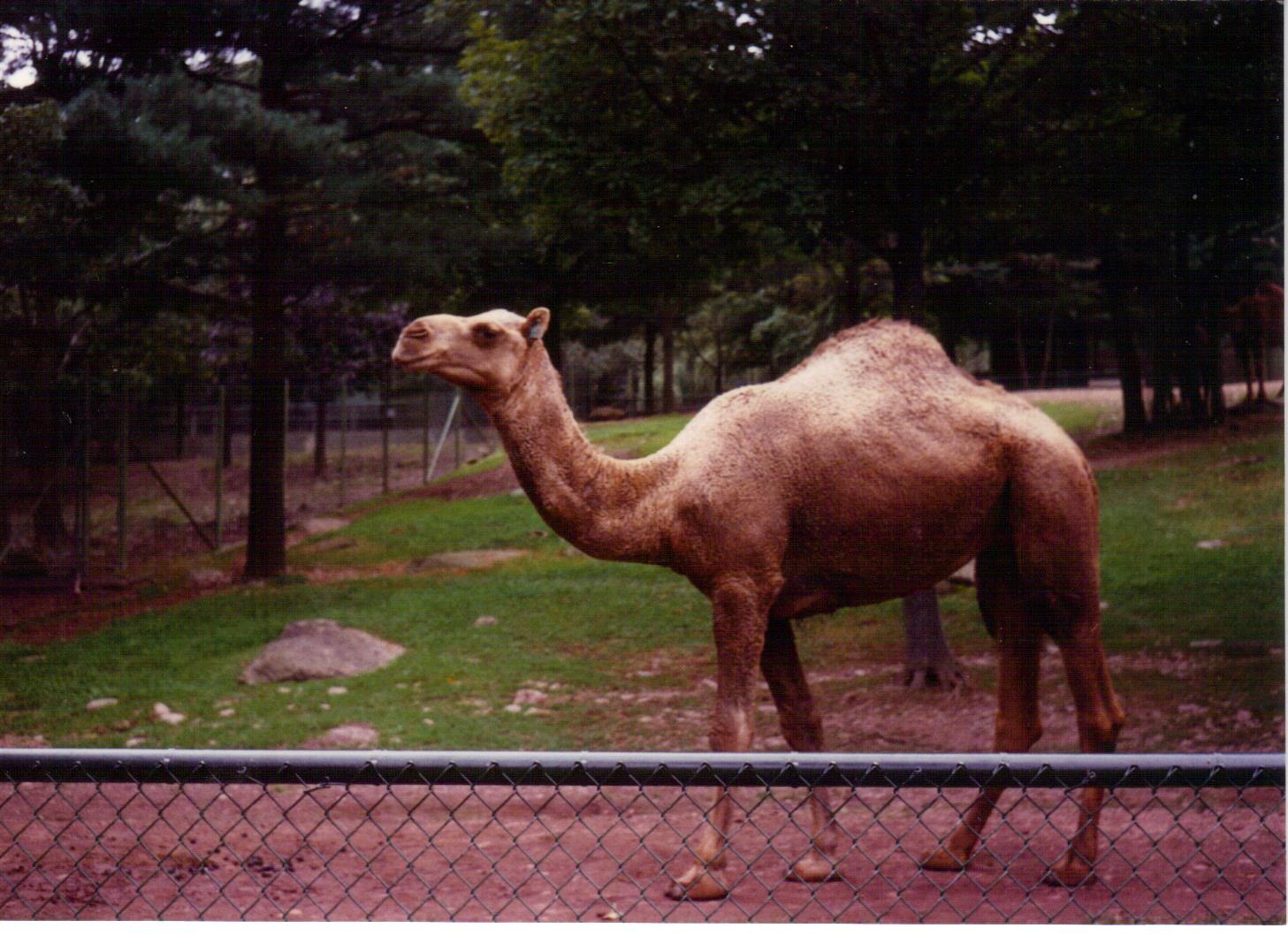 Scanned Catskill Game Farm Photo