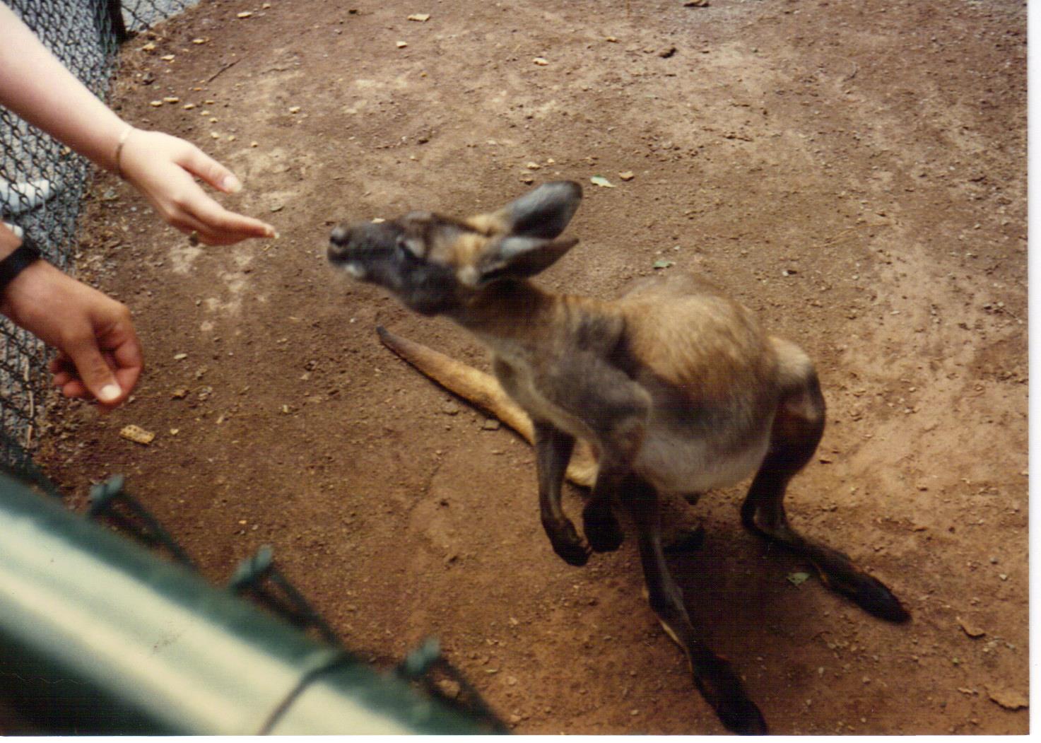 Scanned Catskill Game Farm Photo