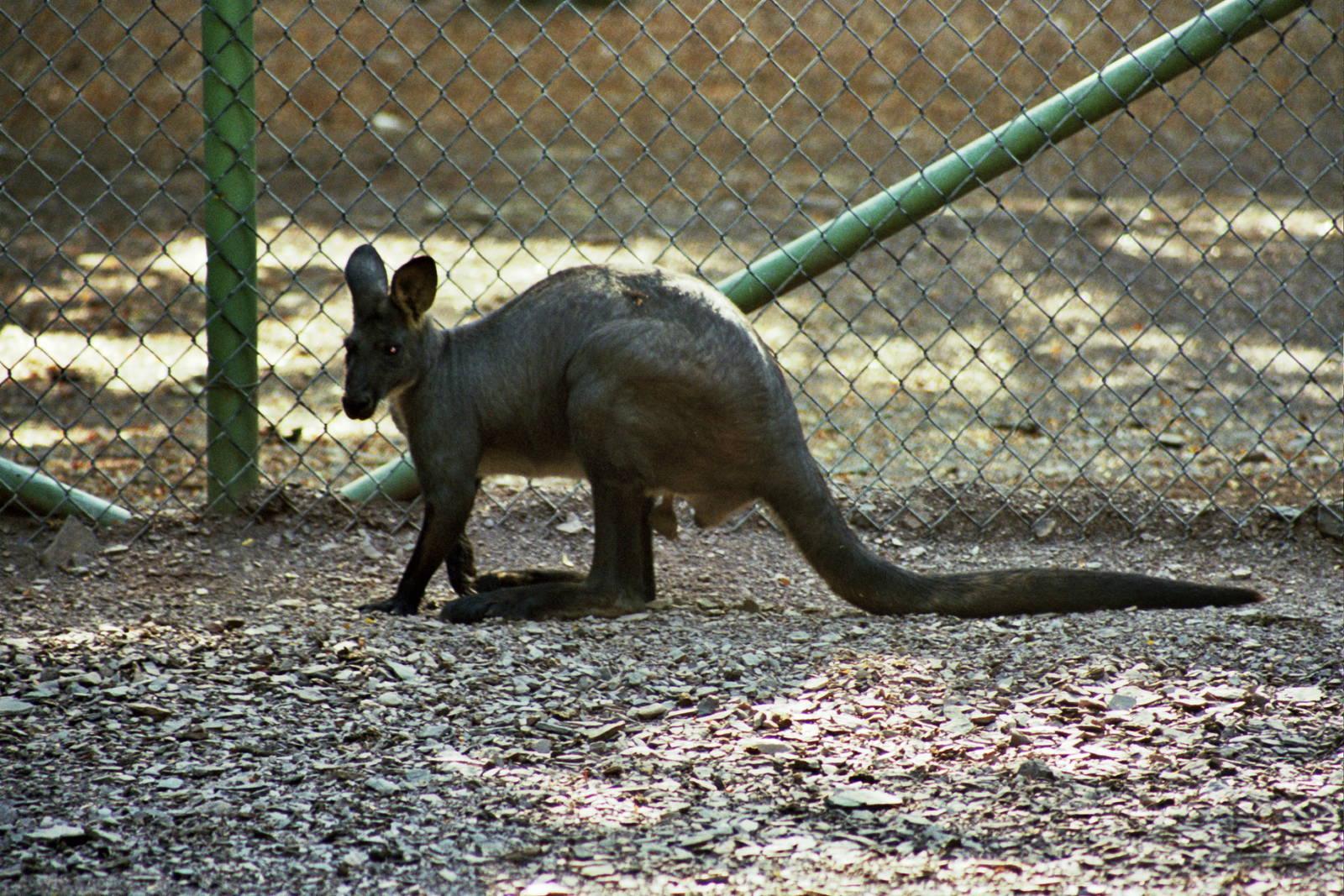 Scanned Catskill Game Farm Photos 1999 species ID