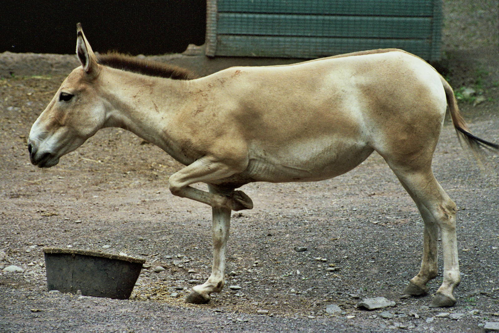 Scanned Catskill Game Farm Photos 1999 species ID?