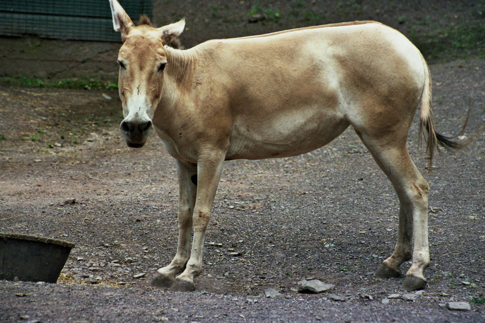 Scanned Catskill Game Farm Photos 1999 species ID?