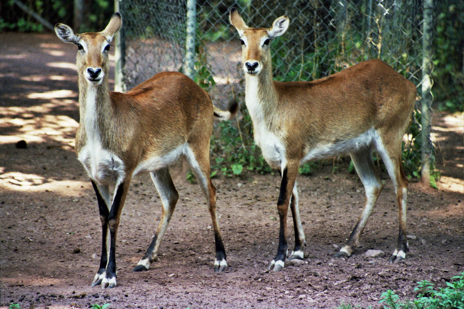 Scanned Catskill Game Farm Photos 1999