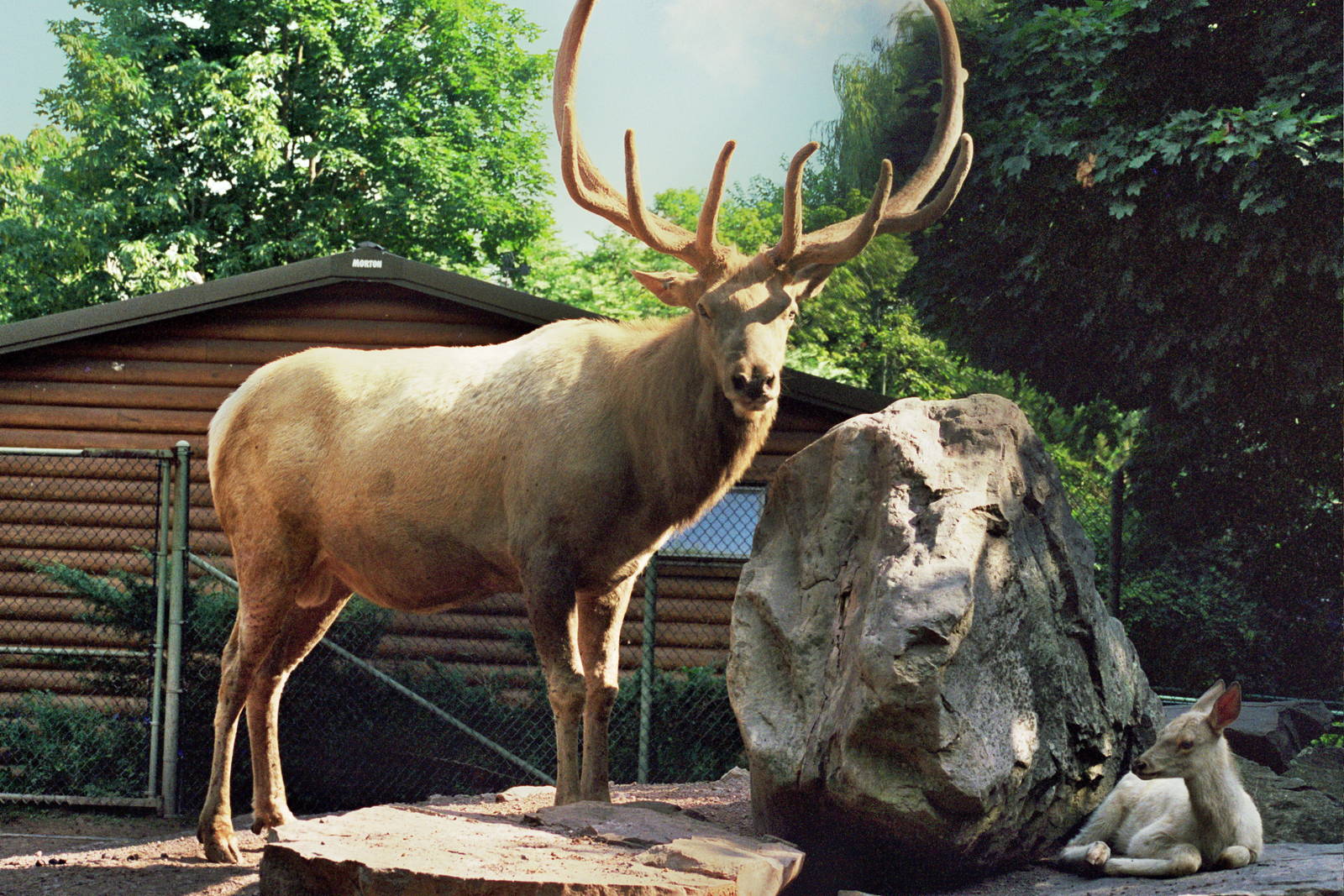 Scanned Catskill Game Farm Photos 1999