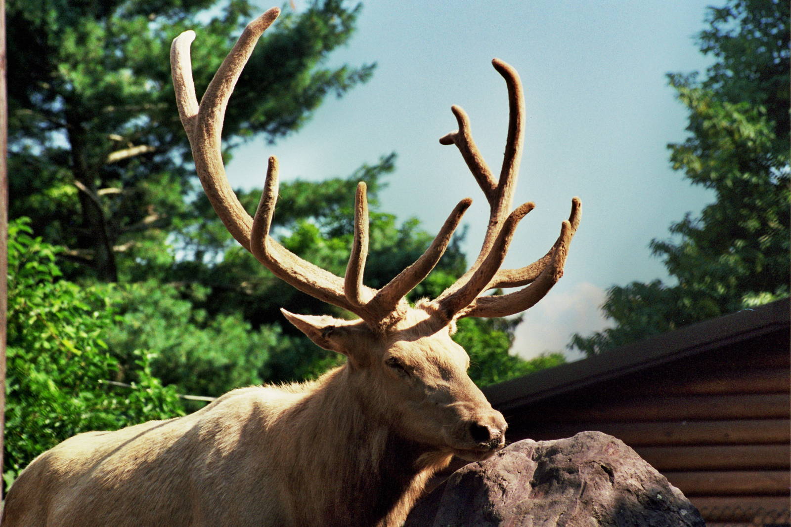 Scanned Catskill Game Farm Photos 1999
