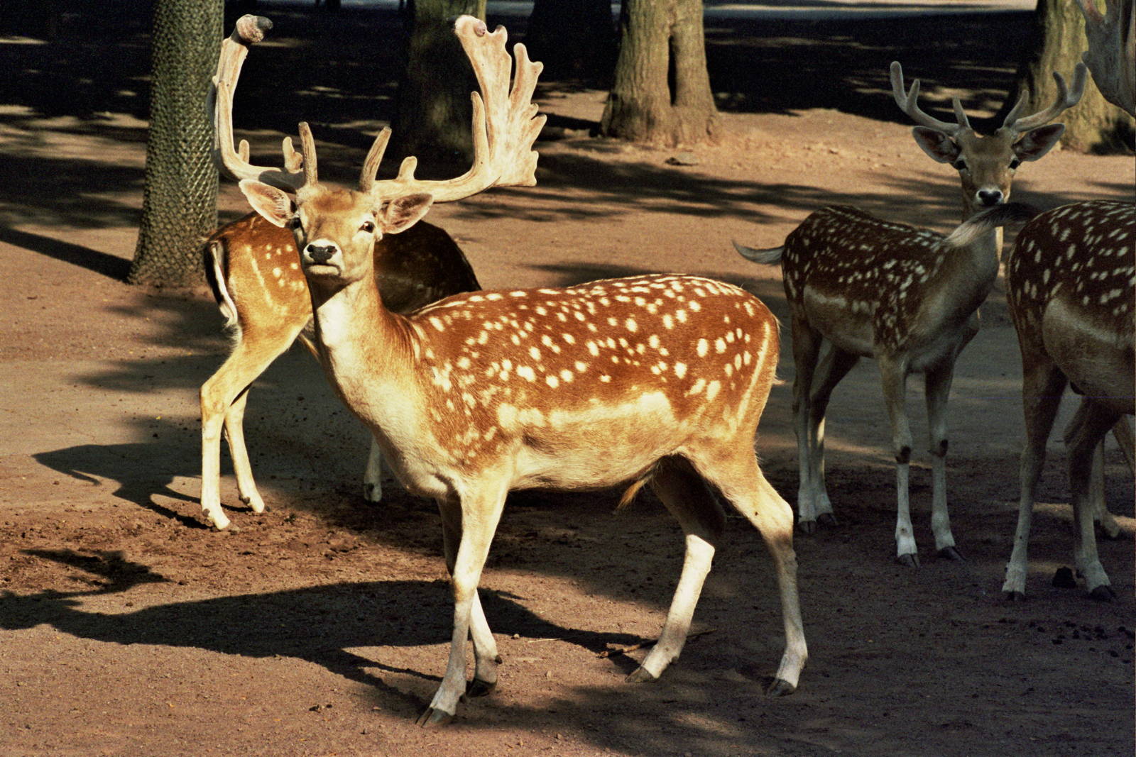 Scanned Catskill Game Farm Photos 1999