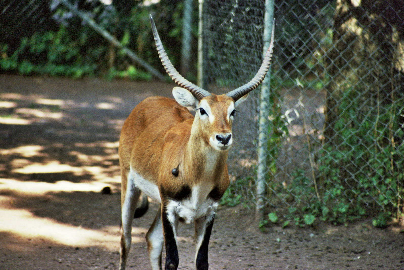 Scanned Catskill Game Farm Photos 1999