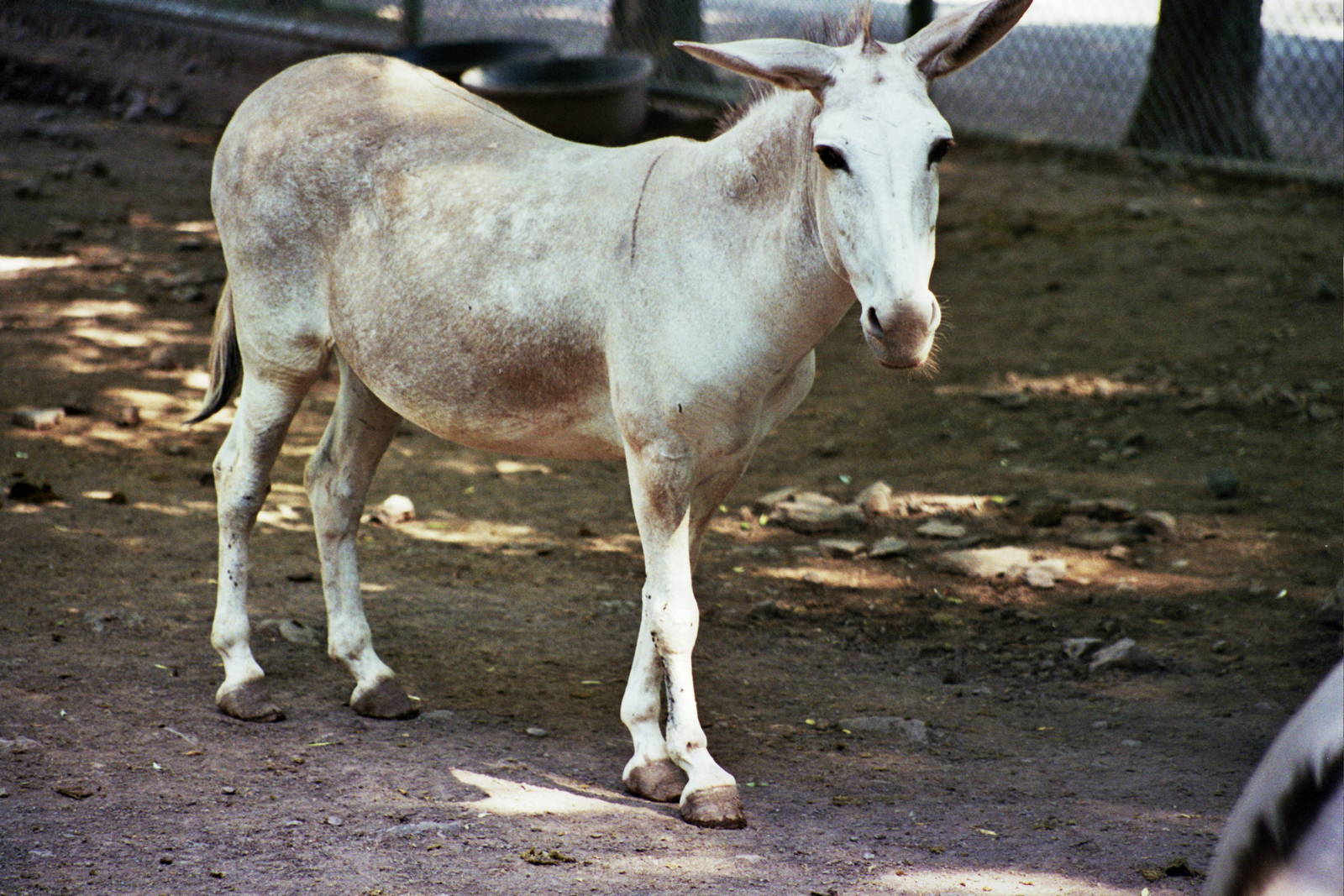 Scanned Catskill Game Farm Photos 1999