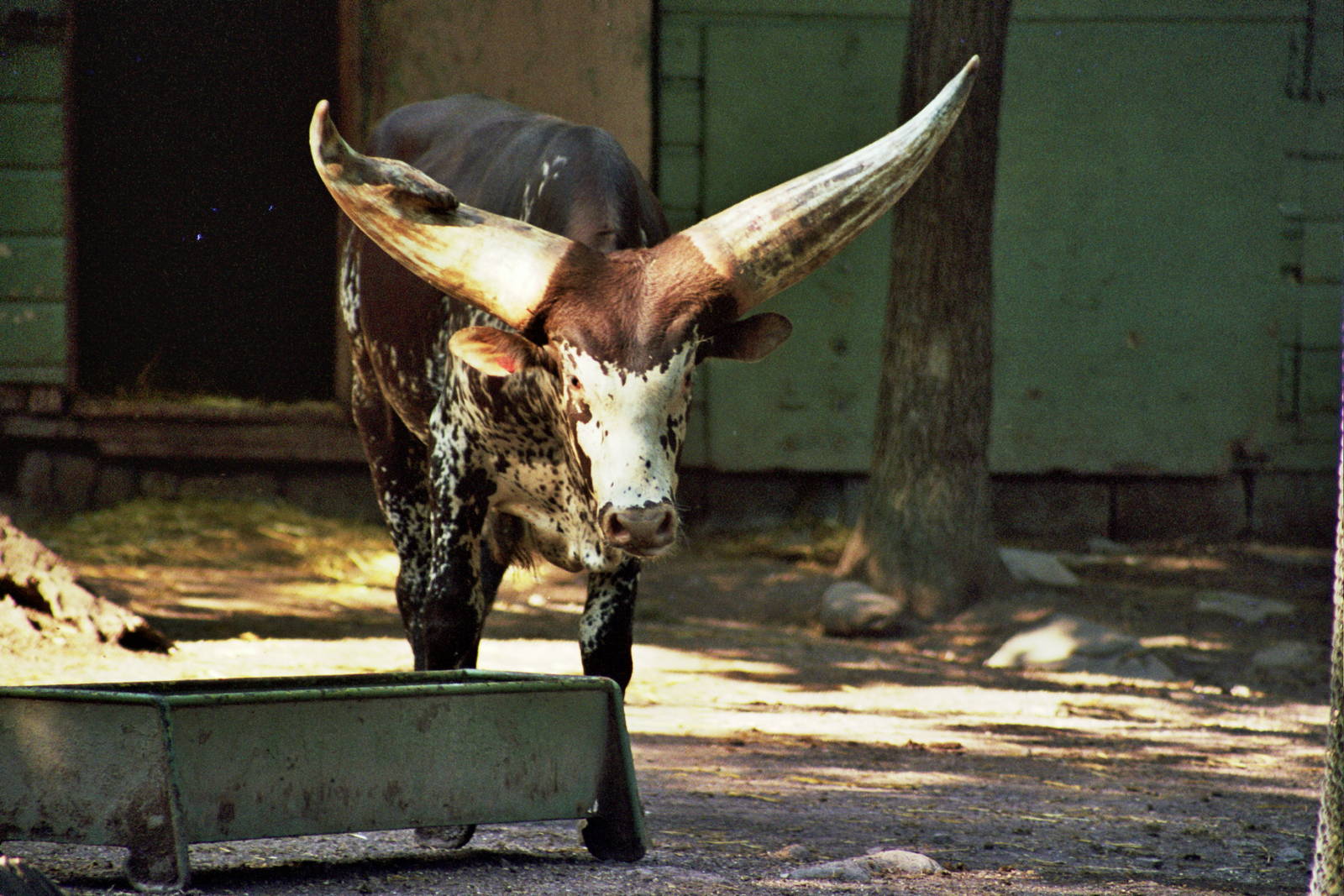 Scanned Catskill Game Farm Photos 1999