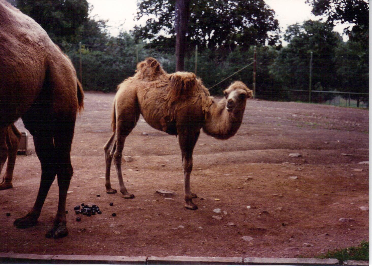 Scanned Catskill Game Farm Photos