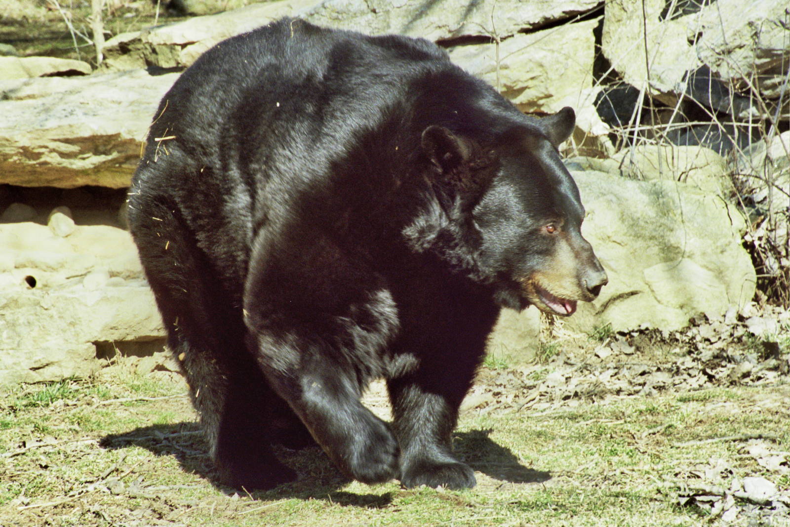 Scanned Columbus Zoo Photos 2006