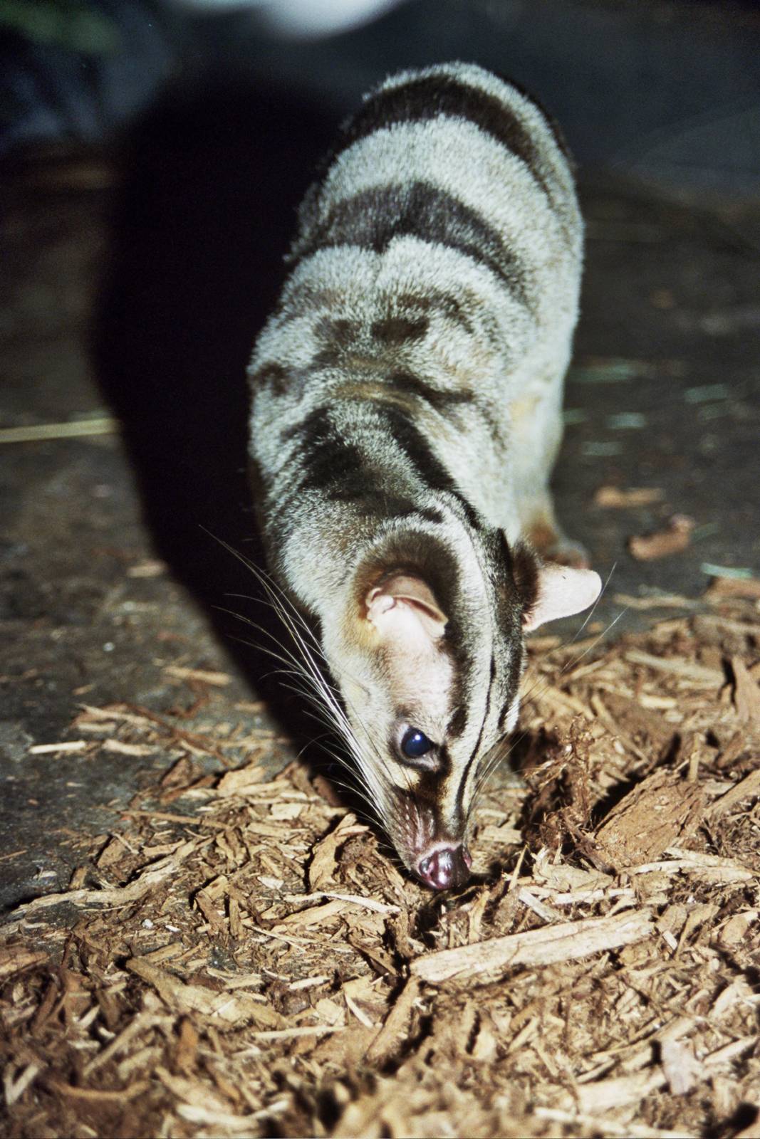 Scanned Columbus Zoo Photos 2006