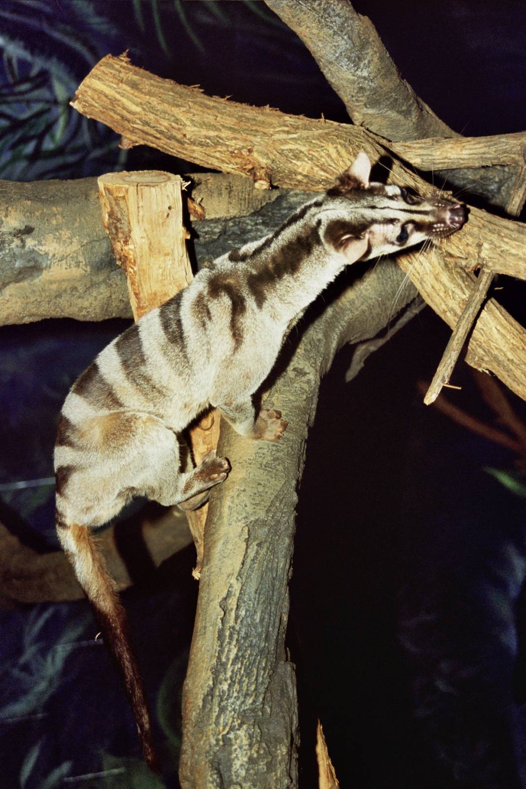 Scanned Columbus Zoo Photos 2006