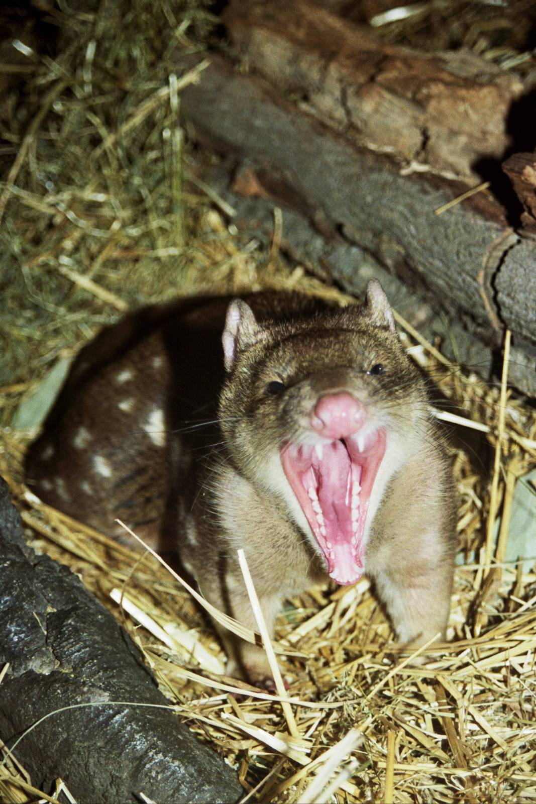 Scanned Columbus Zoo Photos 2006