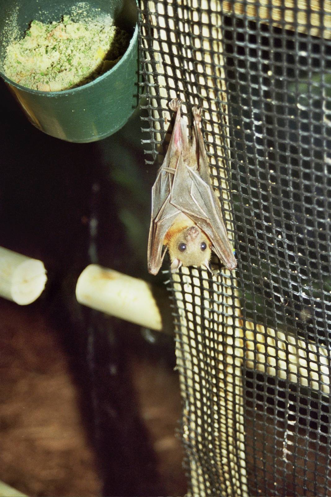 Scanned Columbus Zoo Photos 2006