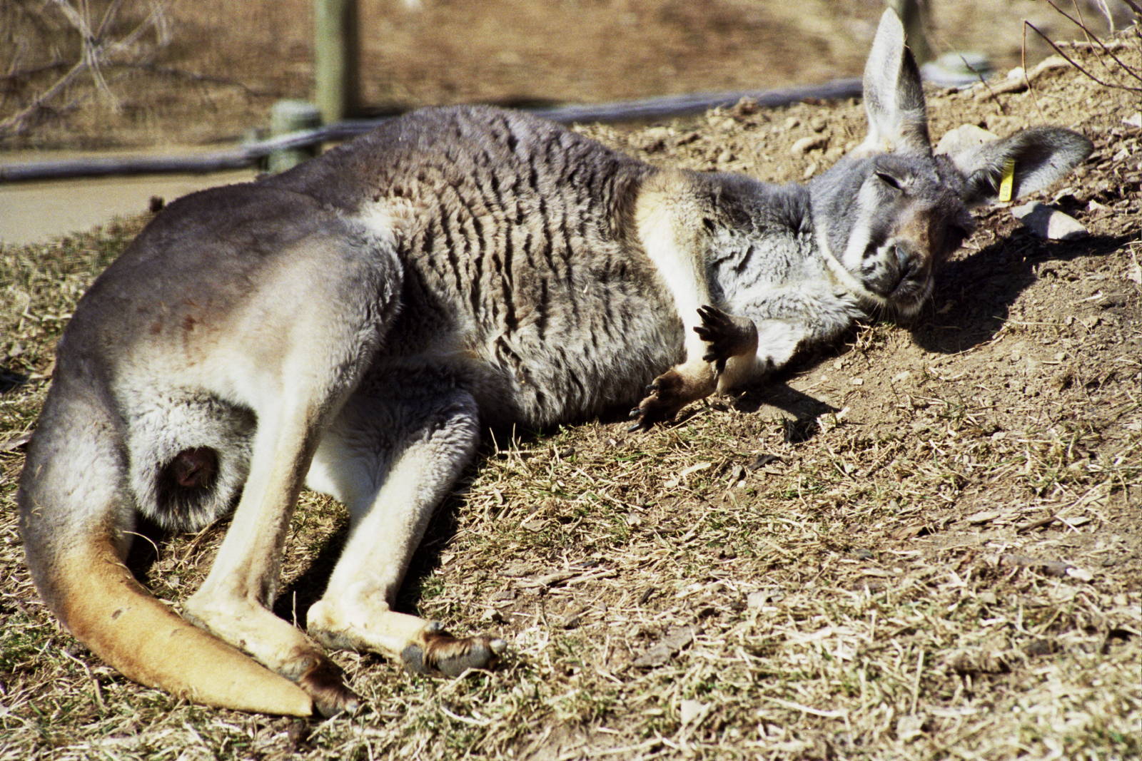 Scanned Columbus Zoo Photos 2006