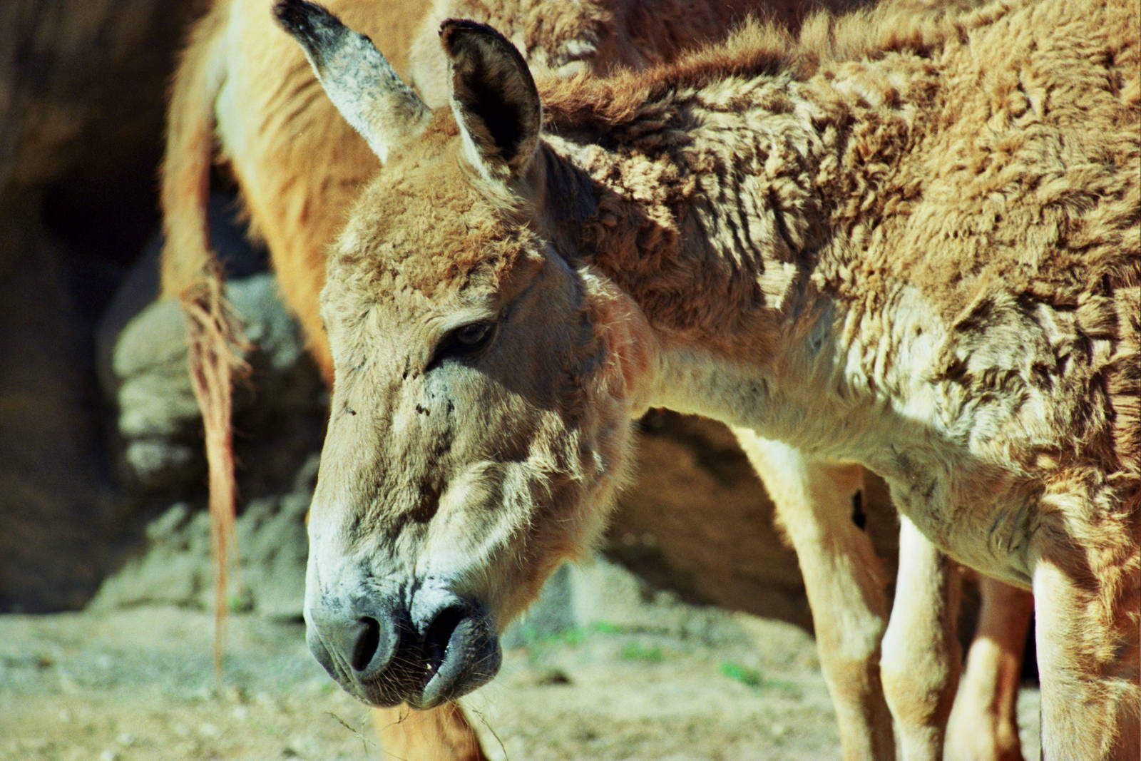 Scanned Miami Metro Zoo Photos 1990-2006