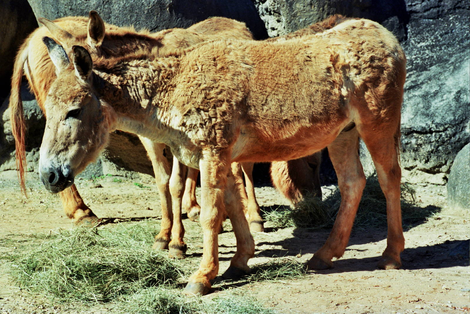 Scanned Miami Metro Zoo Photos 1990-2006