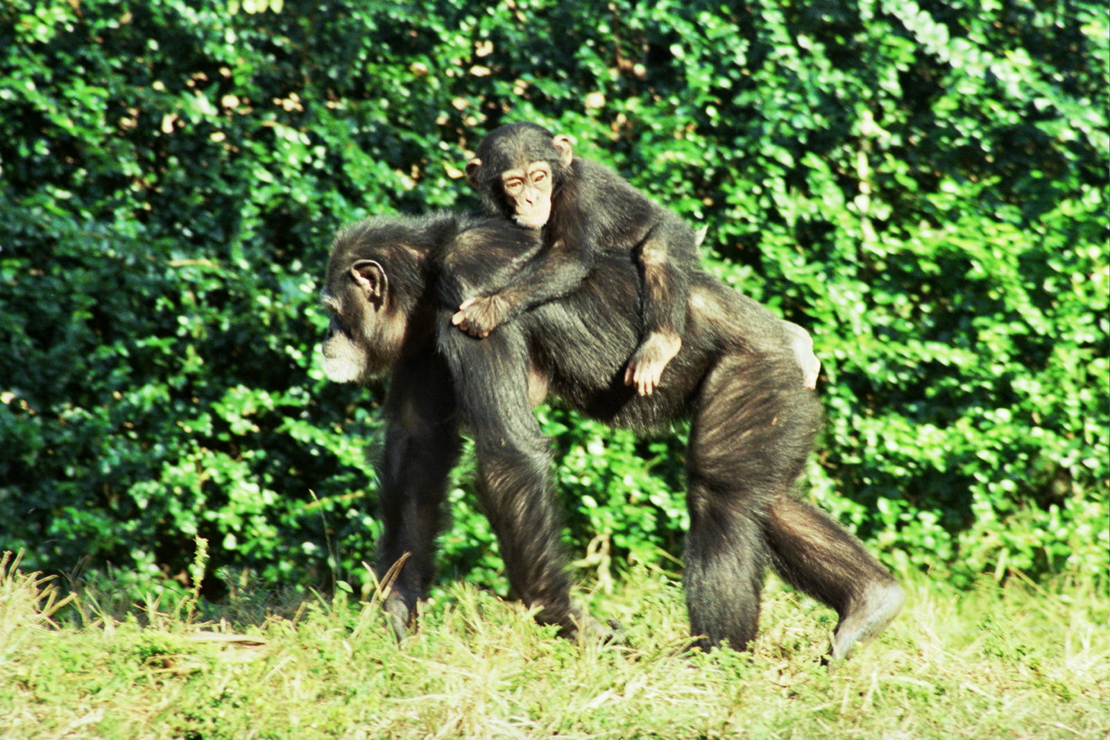 Scanned Miami Metro Zoo Photos 1990-2006