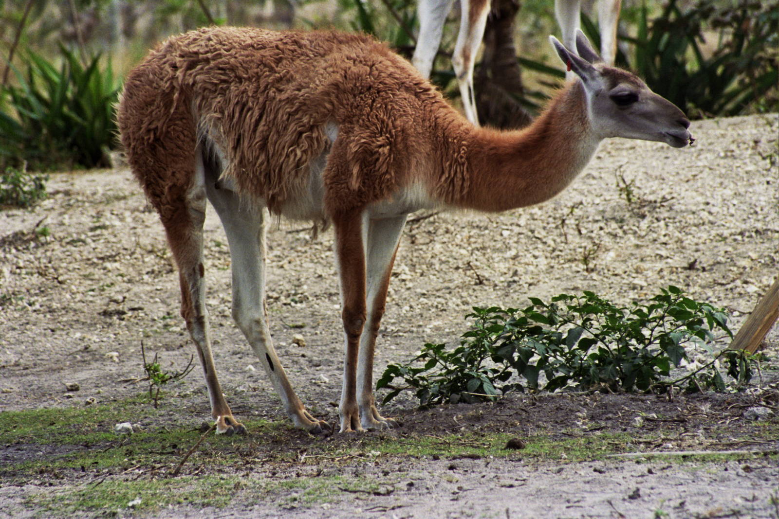 Scanned Miami Metro Zoo Photos 1990-2006