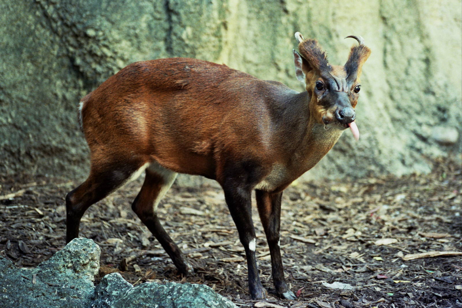 Scanned Miami Metro Zoo Photos 1990-2006