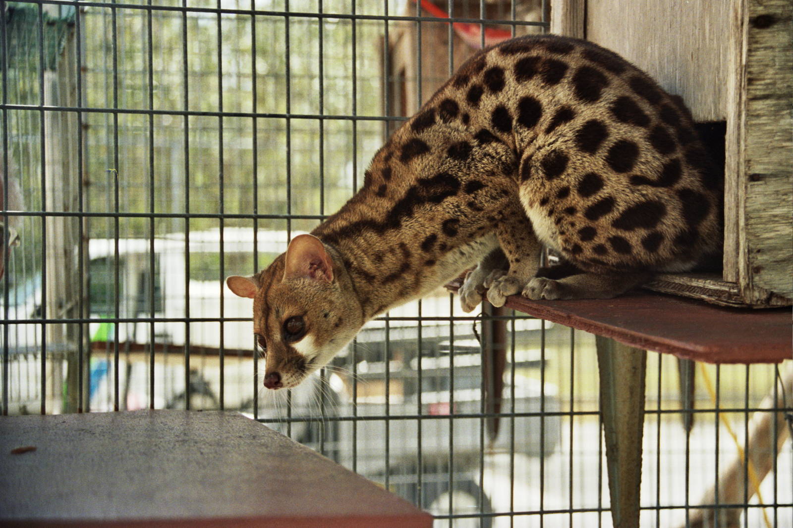 Scanned Miami Metro Zoo Photos 1990-2006