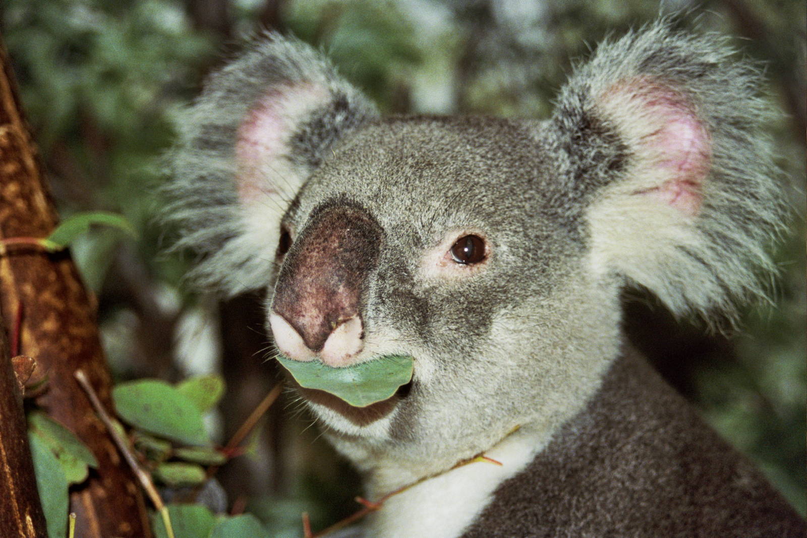 Scanned Miami Metro Zoo Photos 1990-2006