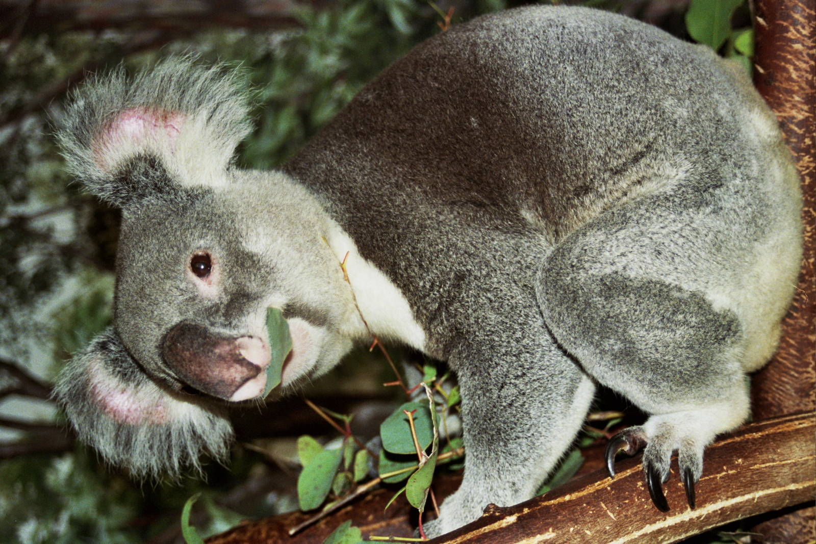Scanned Miami Metro Zoo Photos 1990-2006