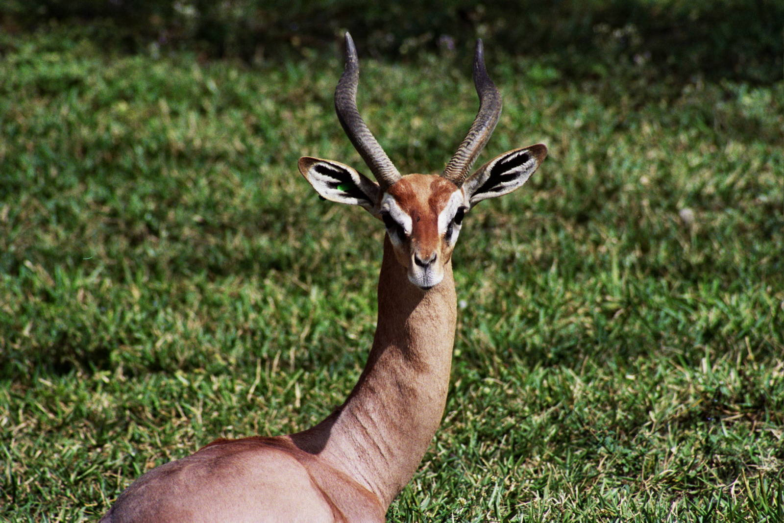 Scanned Miami Metro Zoo Photos 1990-2006