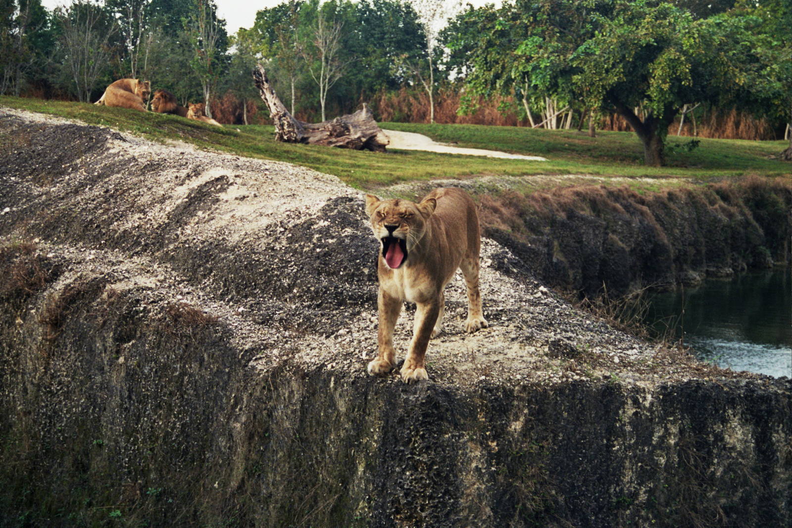 Scanned Miami Metro Zoo Photos 1990-2006