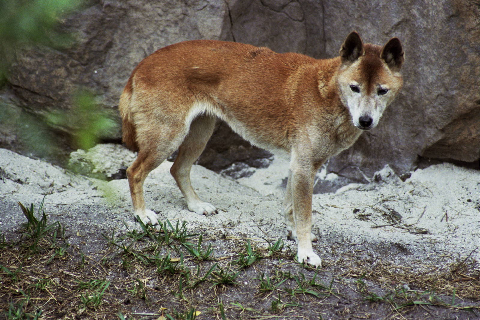 Scanned Miami Metro Zoo Photos 1990-2006