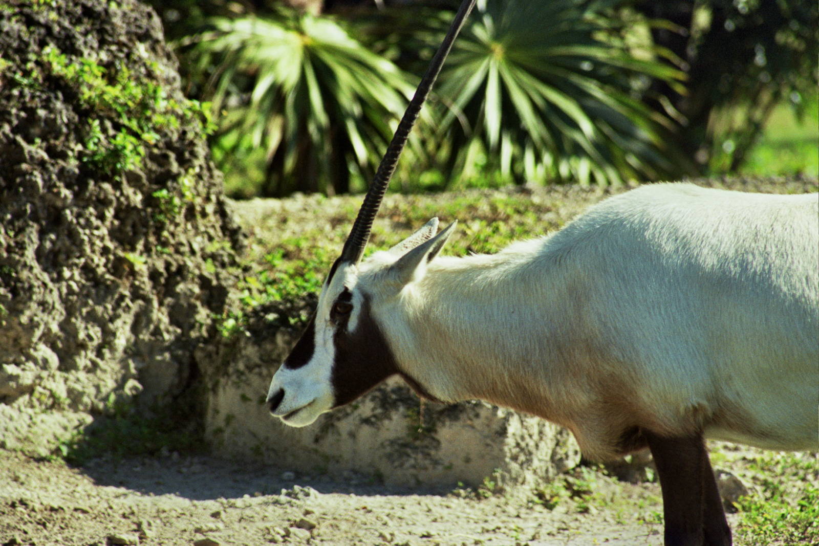 Scanned Miami Metro Zoo Photos 1990-2006