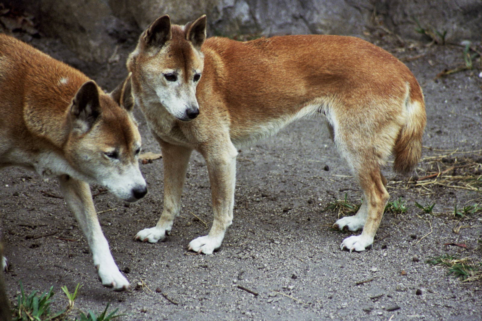 Scanned Miami Metro Zoo Photos 1990-2006