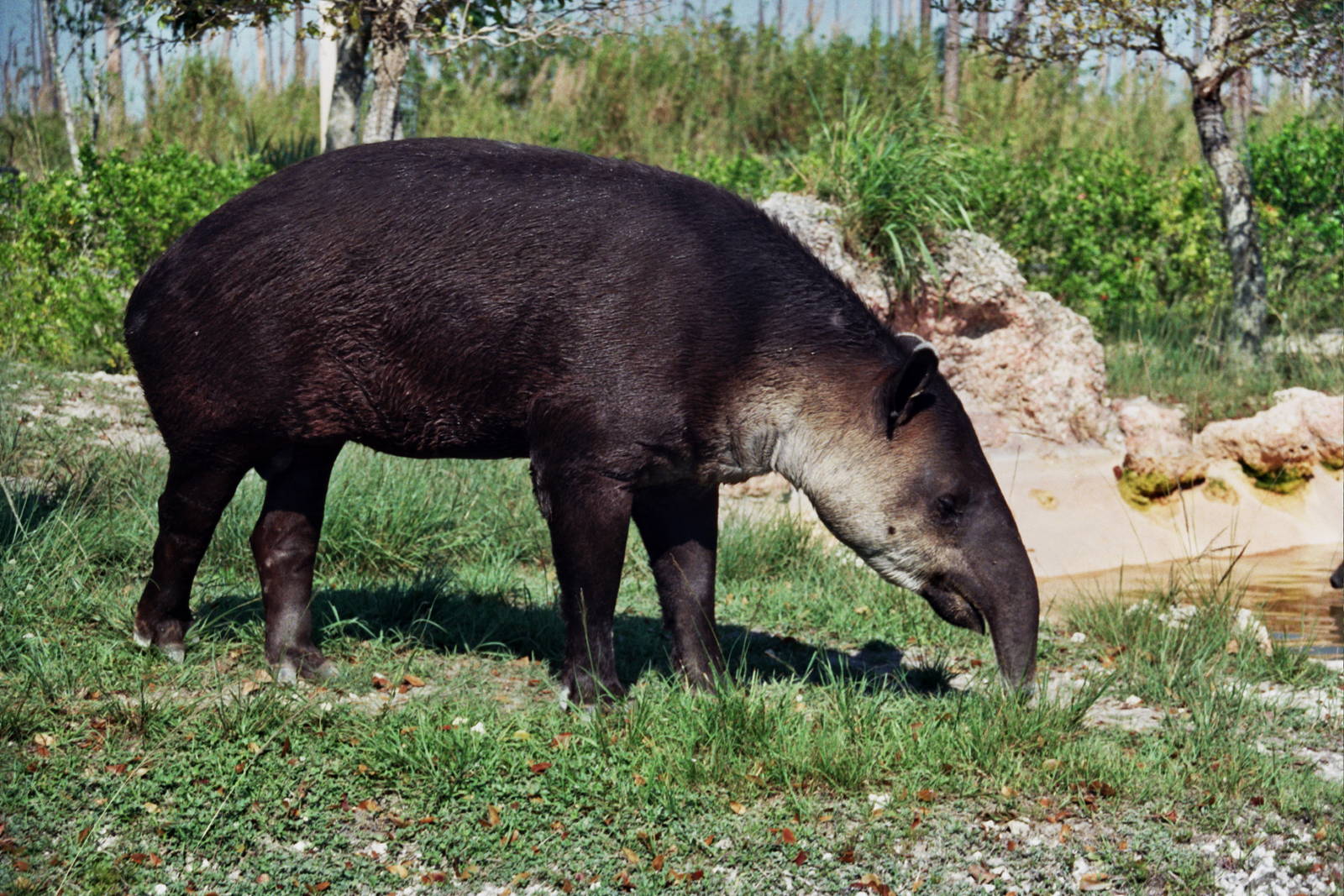 Scanned Miami Metro Zoo Photos 1990-2006