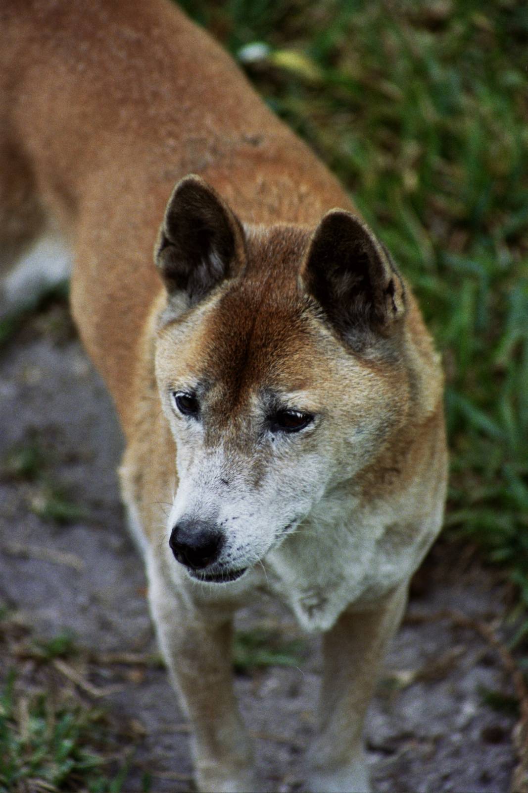 Scanned Miami Metro Zoo Photos 1990-2006