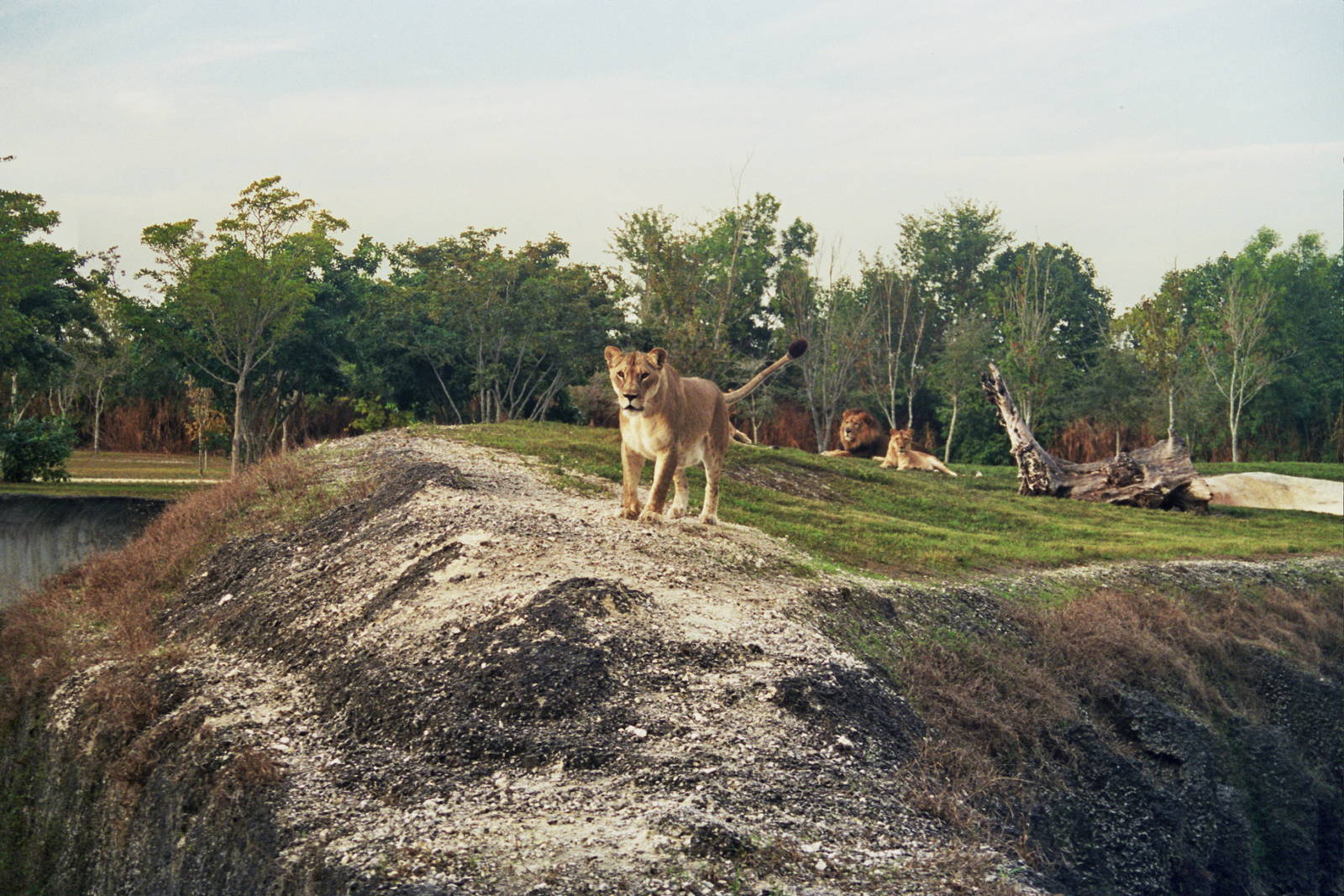 Scanned Miami Metro Zoo Photos 1990-2006