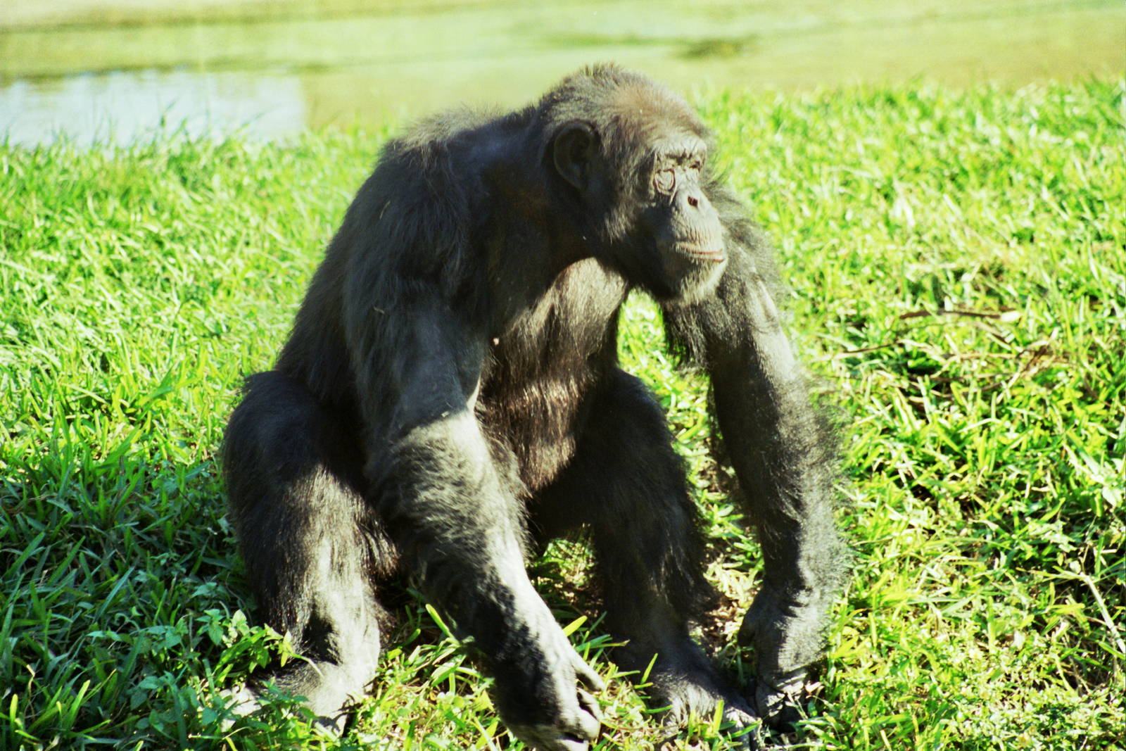 Scanned Miami Metro Zoo Photos 1990-2006