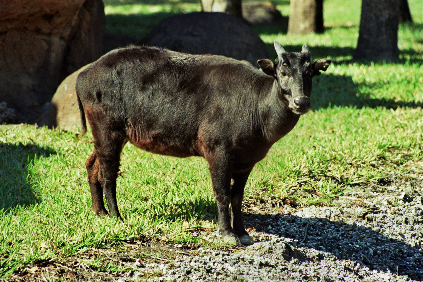 Scanned Miami Metro Zoo Photos 1990-2006