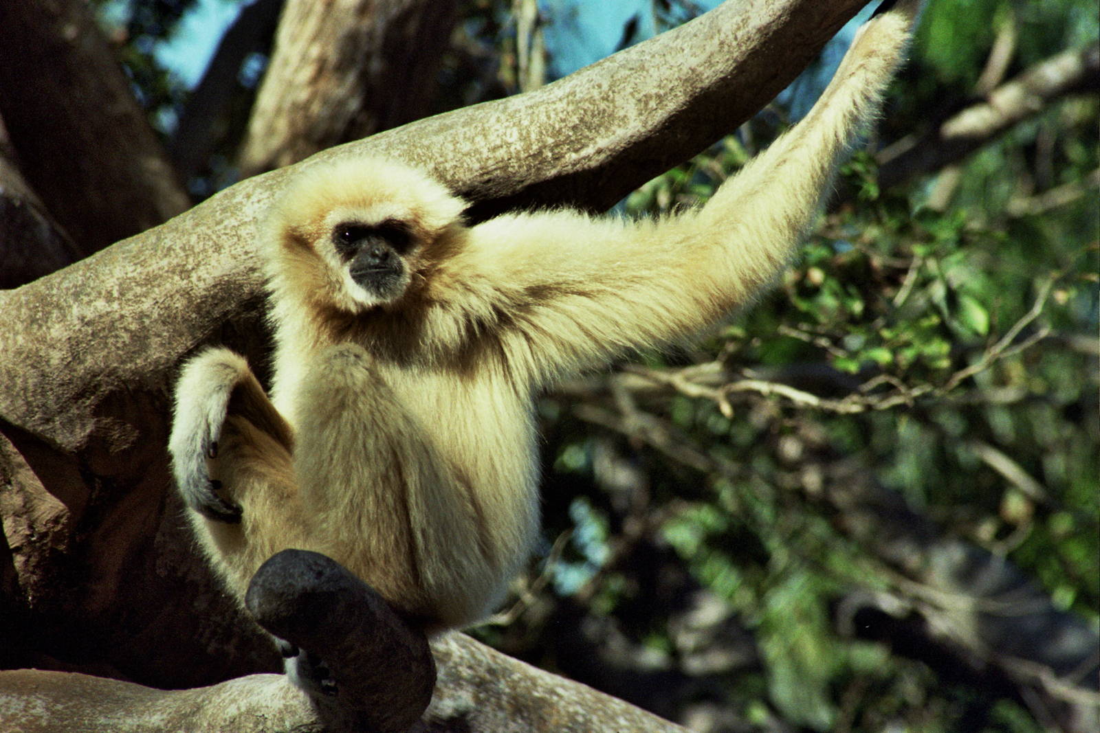 Scanned Miami Metro Zoo Photos 1990-2006