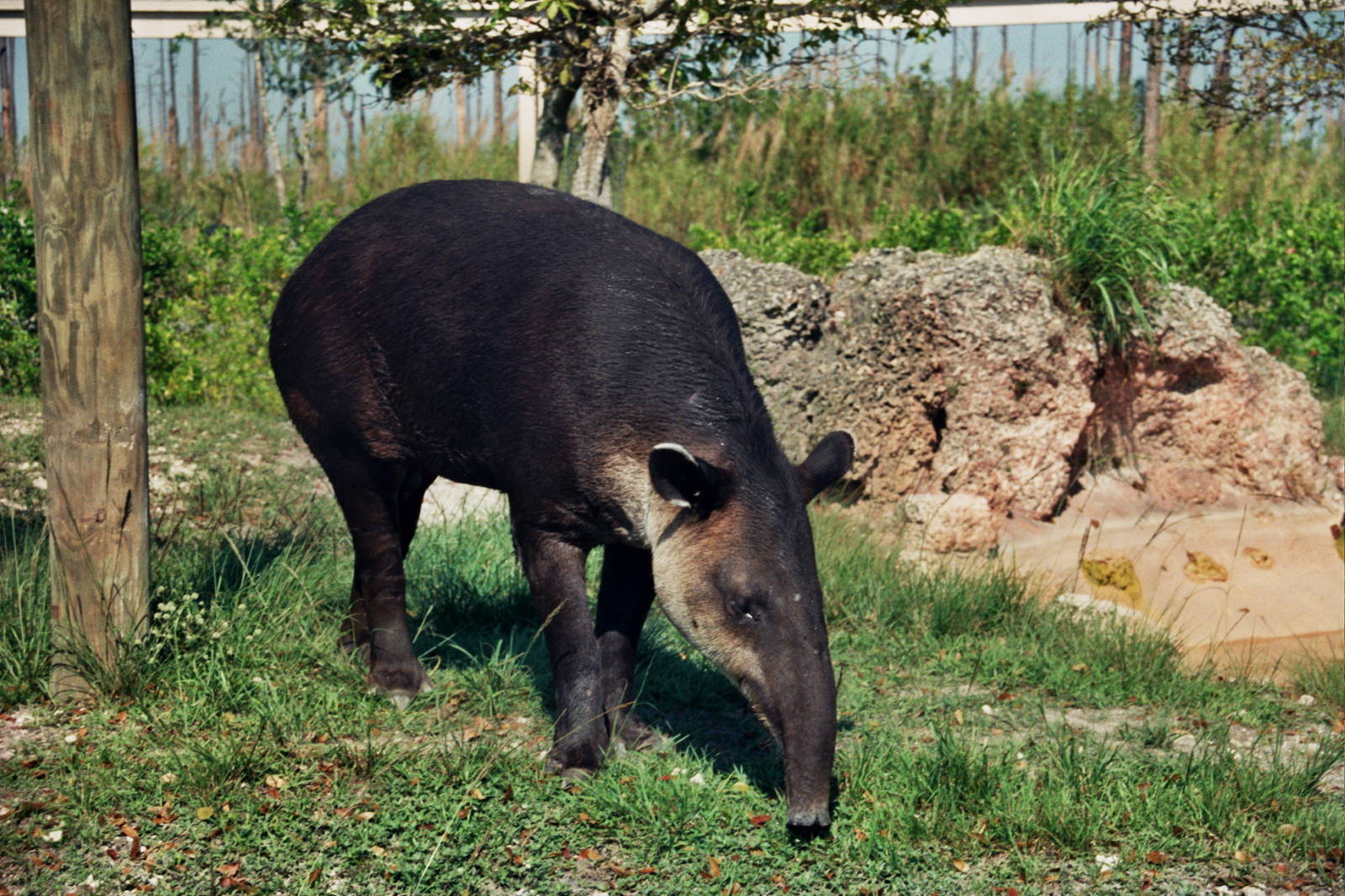 Scanned Miami Metro Zoo Photos 1990-2006