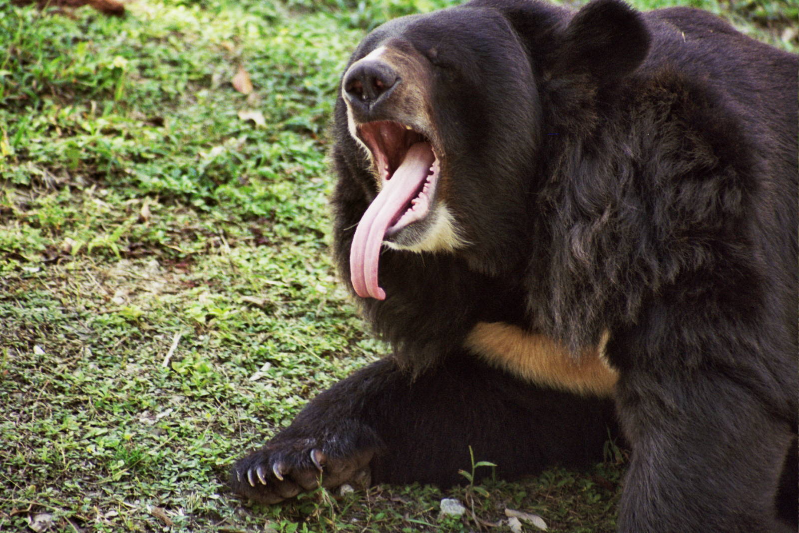 Scanned Miami Metro Zoo Photos 1990-2006