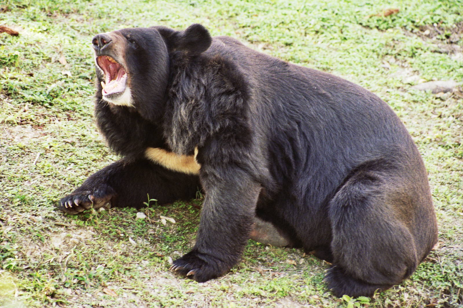 Scanned Miami Metro Zoo Photos 1990-2006