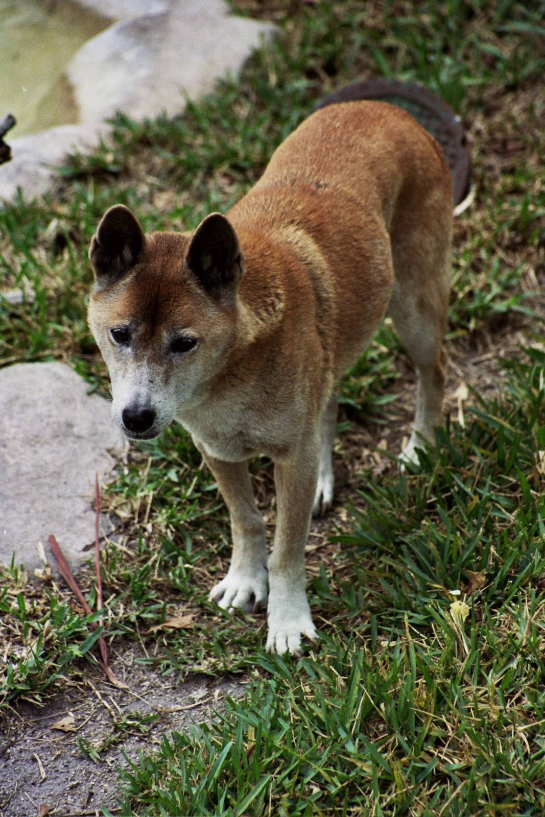 Scanned Miami Metro Zoo Photos 1990-2006