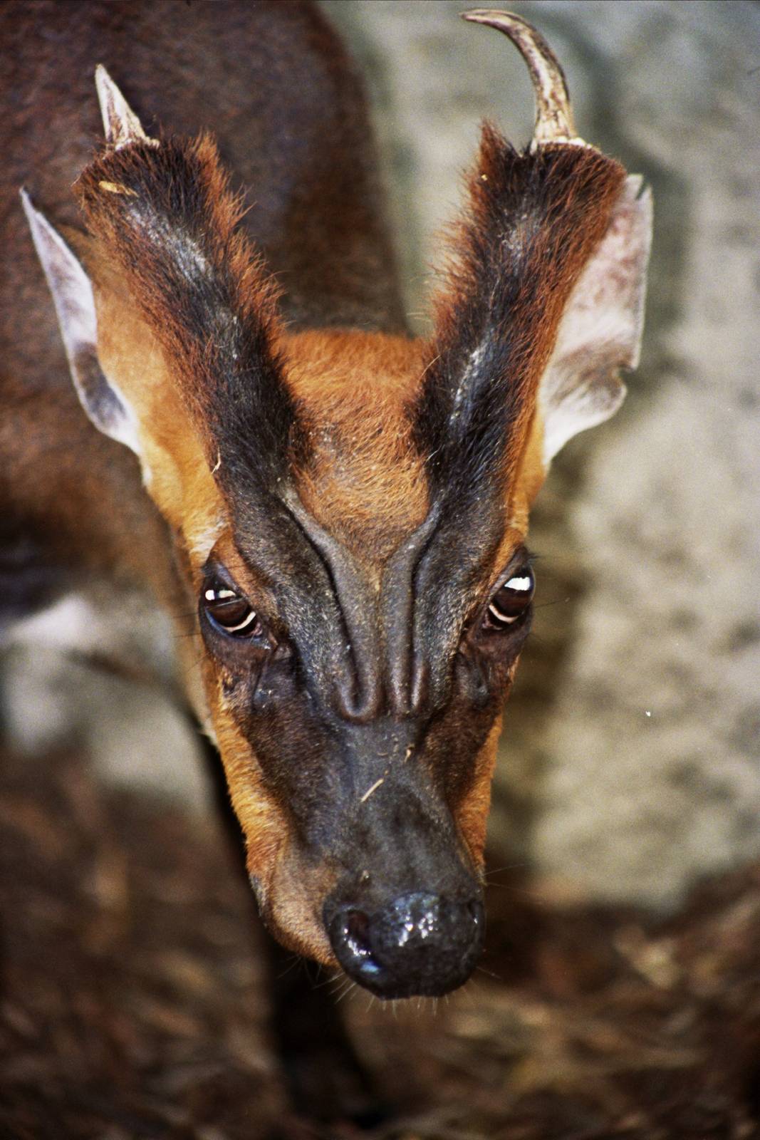 Scanned Miami Metro Zoo Photos 1990-2006