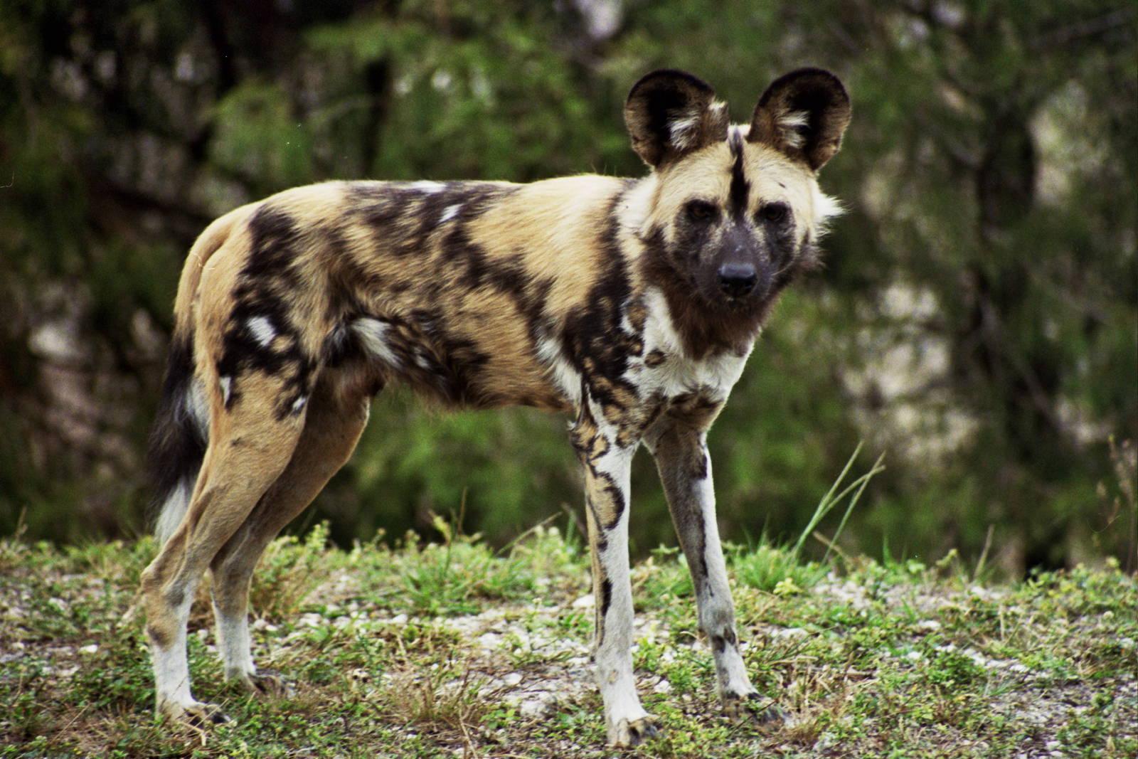 Scanned Miami Metro Zoo Photos 1990-2006